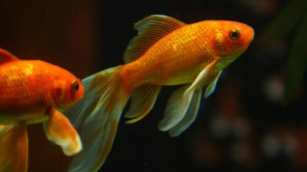 Goldfish Name